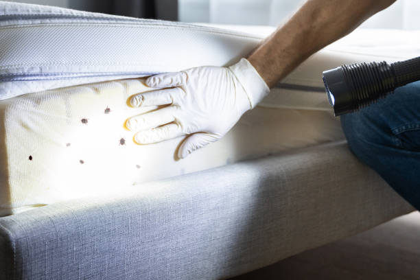 Best Insect Control  in Ecorse, MI