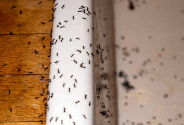 Best Local Pest Control Services  in Ecorse, MI